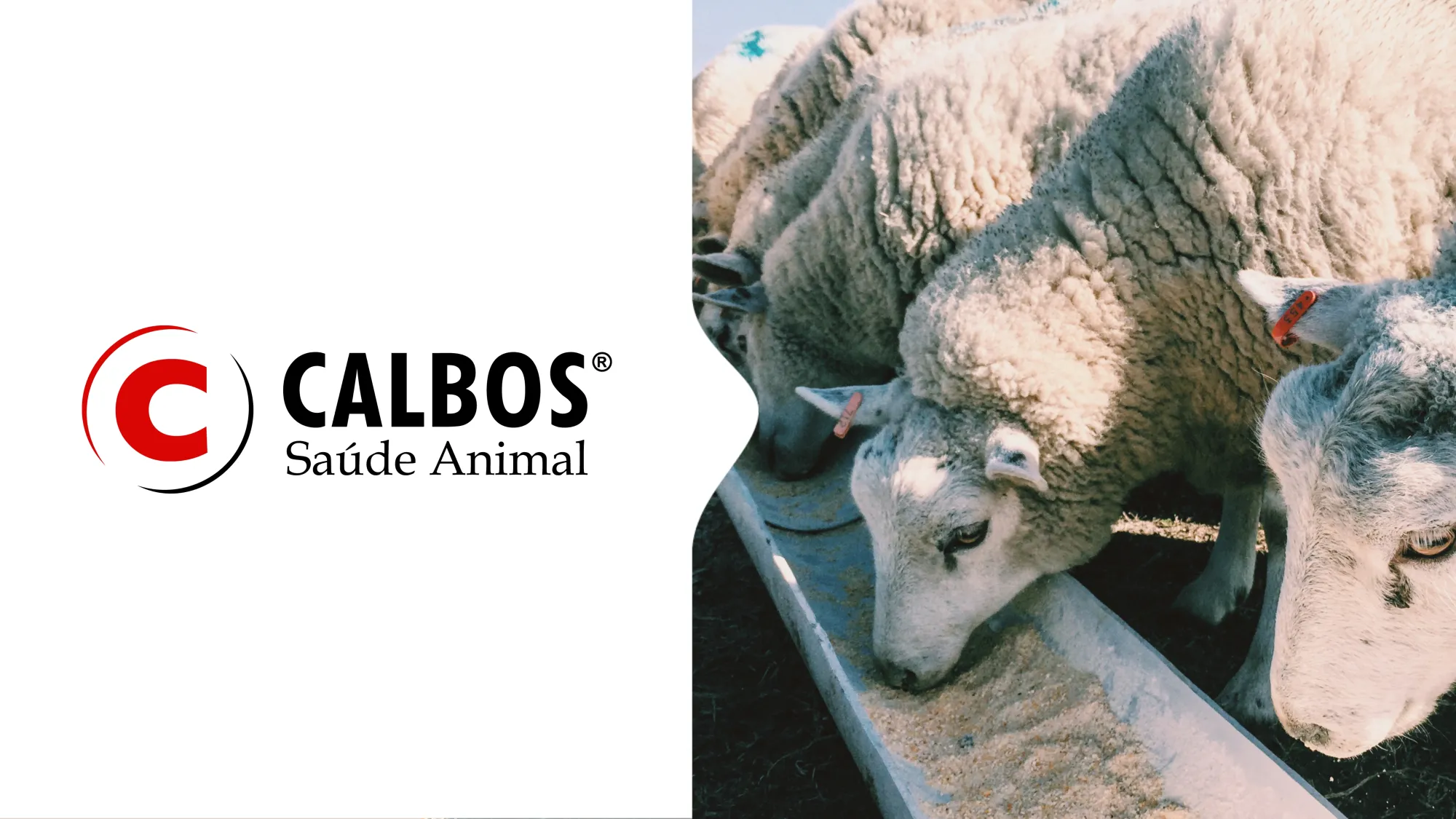 Case de Sucesso | Calbos